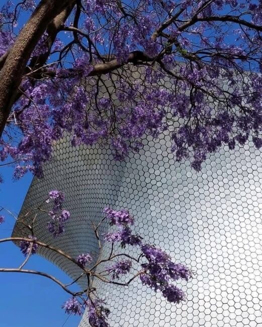Guía de supervivencia para la lluvia morada: Cómo limpiar las jacarandas que inundan calles y caminos