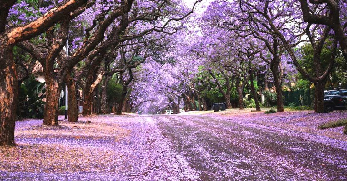 Guía de supervivencia para la lluvia morada: Cómo limpiar las jacarandas que inundan calles y caminos
