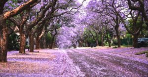 Guía de supervivencia para la lluvia morada: Cómo limpiar las jacarandas que inundan calles y caminos