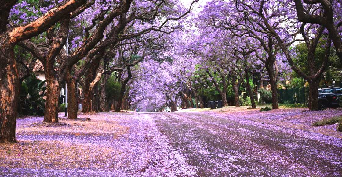 Guía de supervivencia para la lluvia morada: Cómo limpiar las jacarandas que inundan calles y caminos