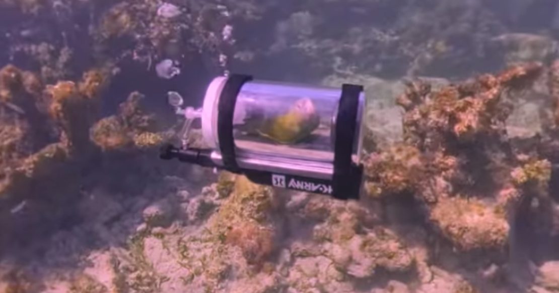 ¡Qué bonito! Loro explora el mar de las Bahamas usando un minisubmarino casero