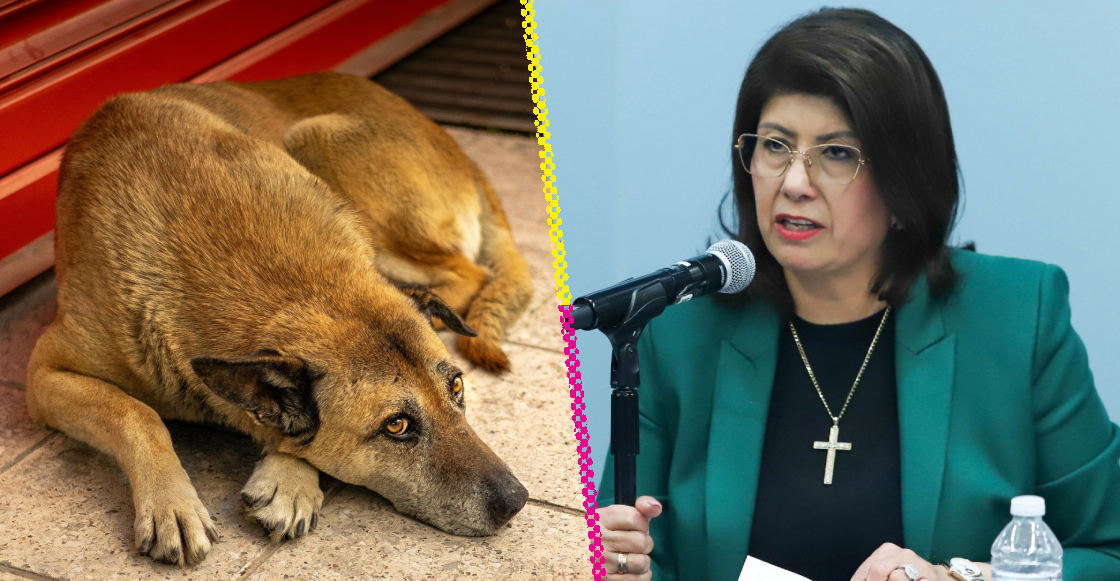 mariela-gutierrez-expresidenta-municipal-tecamac-reconoce-haber-sacrificado-10-mil-perros-destacada