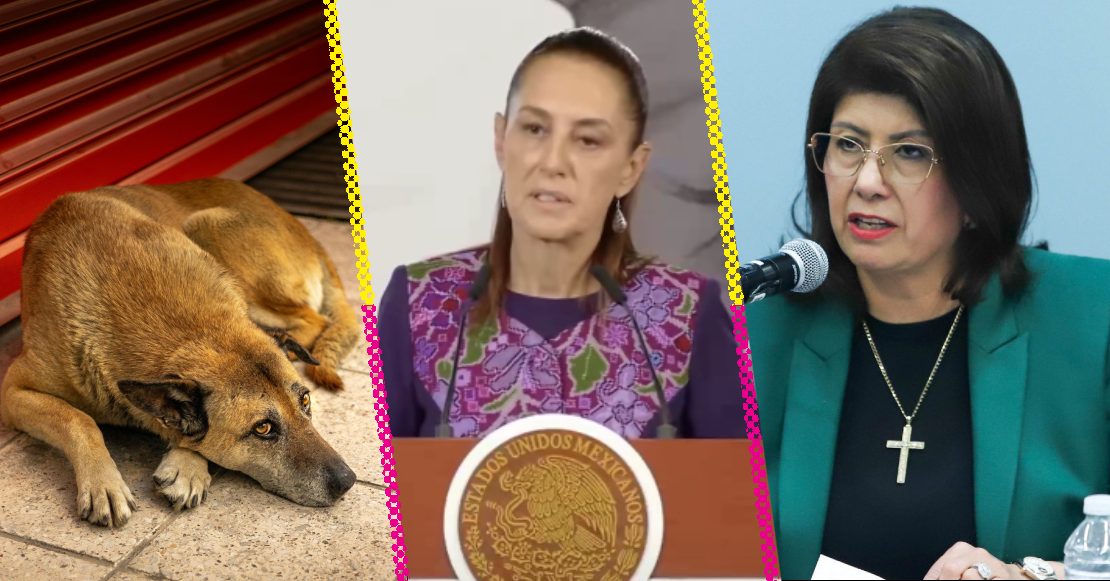 Sheinbaum asegura que exalcaldesa de Tecámac que sacrificó a 10 mil perros “no violó la ley”