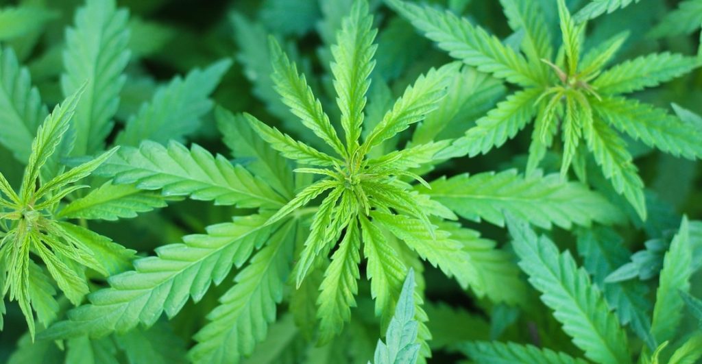 Gobierno de Trump quita a la marihuana de la lista de drogas más peligrosas