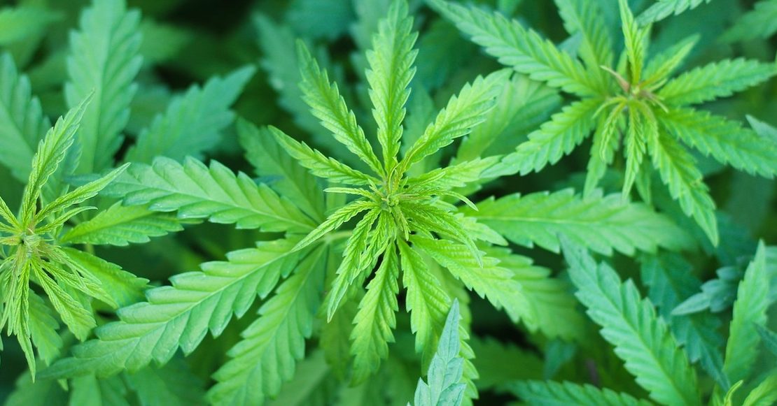 Gobierno de Trump quita a la marihuana de la lista de drogas más peligrosas