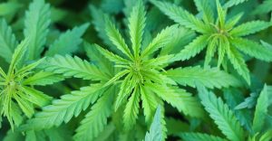 Gobierno de Trump quita a la marihuana de la lista de drogas más peligrosas