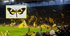 El Borussia Dortmund tiene su propia mariposa