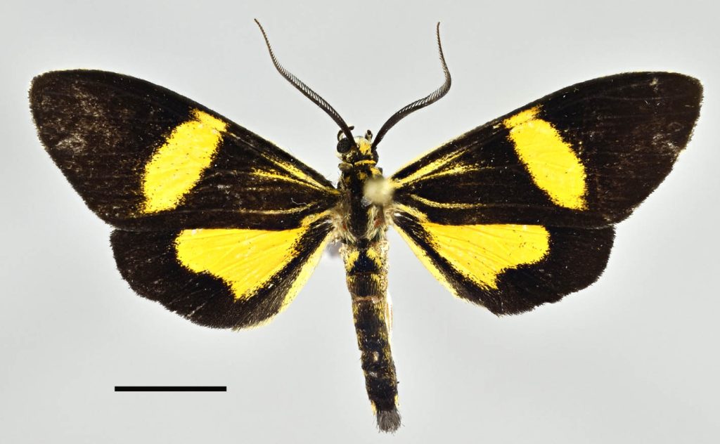 Vanewrightia borussiadortmund