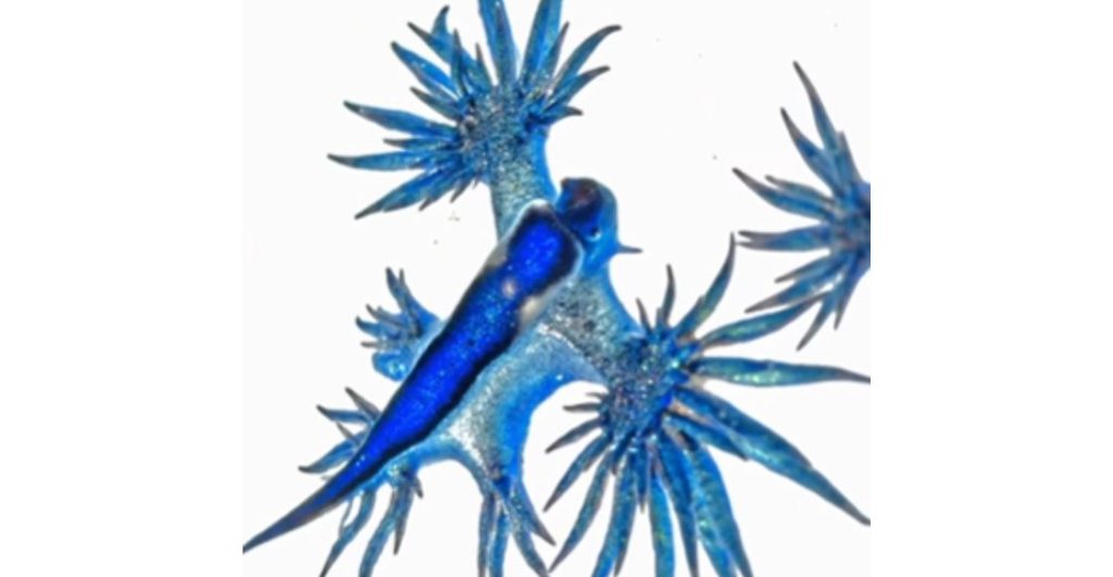 ¿Dragón azul en Michoacán? El hallazgo que encendió la alerta en plena temporada vacacional