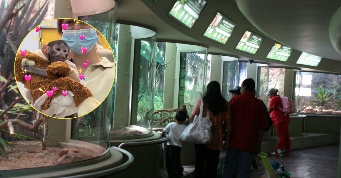 ¿Quién es el ‘Punch mexicano’? la historia del monito que está dando de qué hablar en Guadalajara