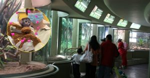 ¿Quién es el 'Punch mexicano'? la historia del monito que está dando de qué hablar en Guadalajara