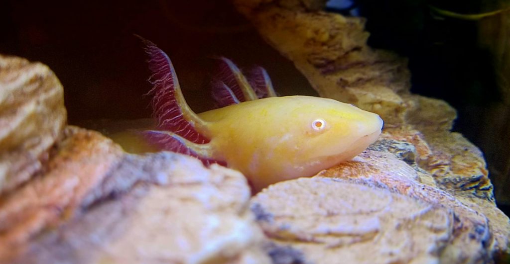 nina-encuentra-ajolote-rio-reino-unido-como-llego-ahi-1