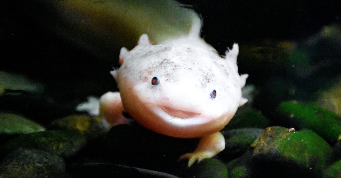 ¿Cómo llegó ahí? Encuentran ajolote en un río… de Reino Unido