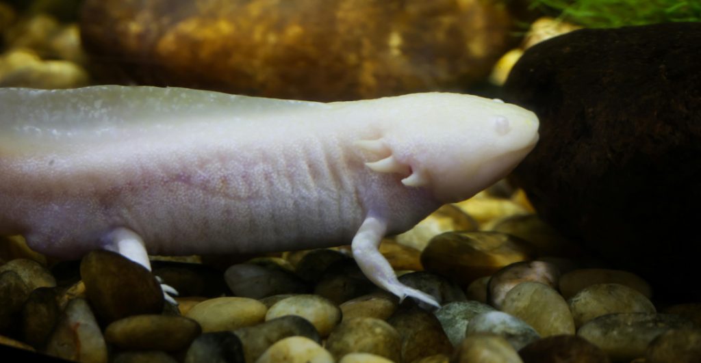 nina-encuentra-ajolote-rio-reino-unido-como-llego-ahi-2