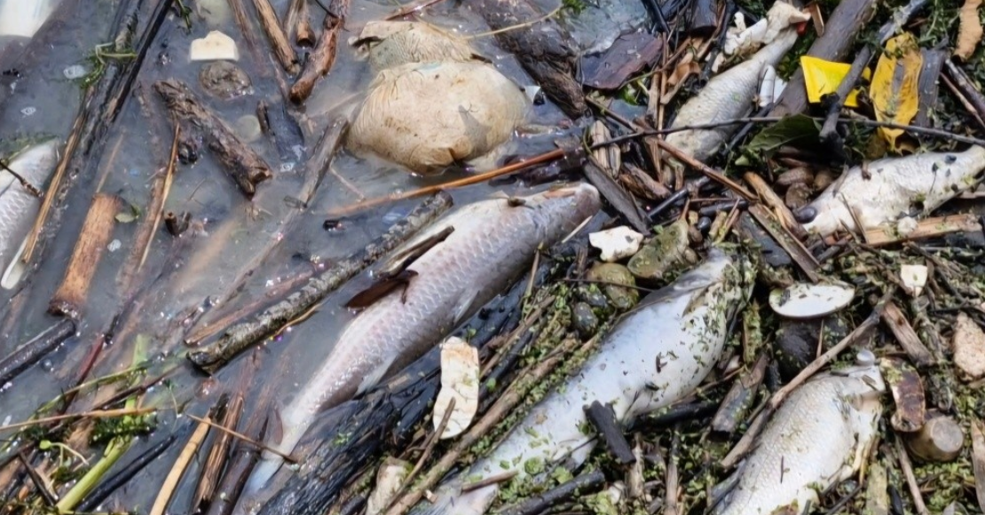 Miles de peces muertos en Veracruz y nadie aparece: pescadores denuncian crisis ambiental en Pánuco