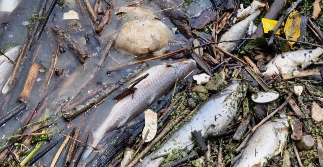 ¿Qué está pasando en Veracruz? Reportan peces y jaibas muertos en río cazones
