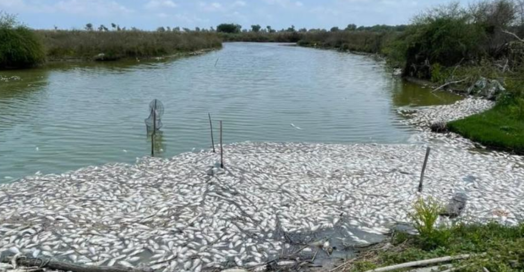 Miles de peces muertos en Veracruz y nadie aparece: pescadores denuncian crisis ambiental en Pánuco