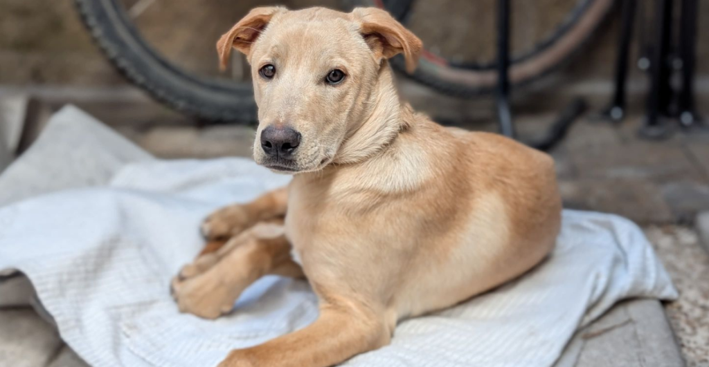 Caramelo, hermano, ya eres mexicano; 'Perro amarrillo' es reconocido como raza mexicana 