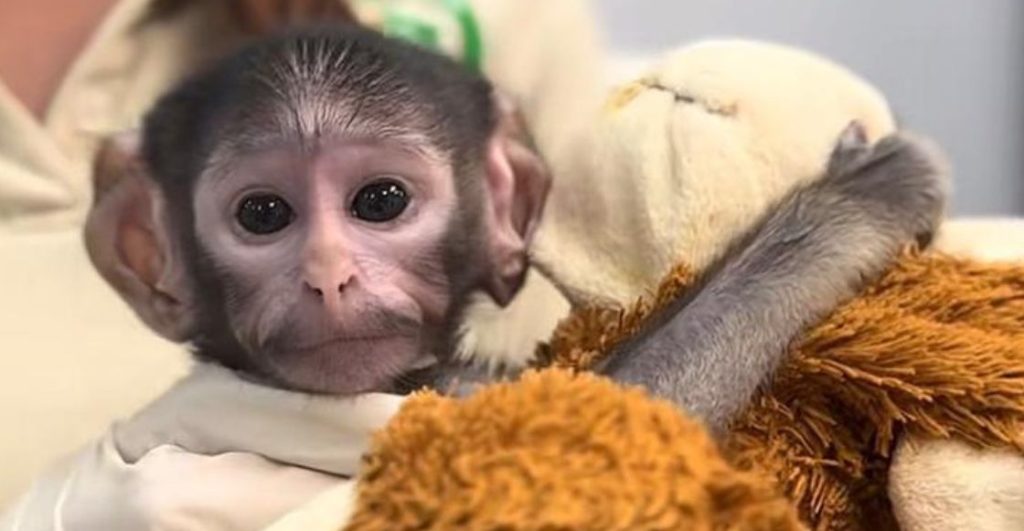 ¿Quién es el 'Punch mexicano'? la historia del monito que está dando de qué hablar en Guadalajara