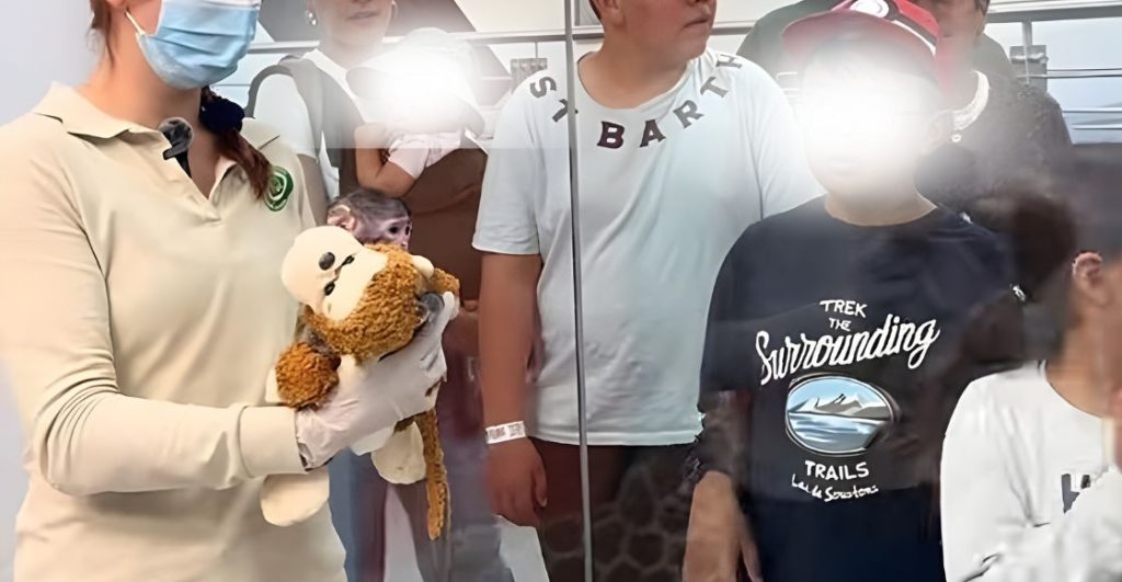 ¿Quién es el 'Punch mexicano'? la historia del monito que está dando de qué hablar en Guadalajara