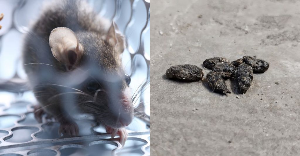 ¿Hantavirus? Te contamos qué onda con este virus que está dando de qué hablar