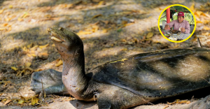 ¿Se comió una tortuga protegida? Acusan a dirigente de Morena en Tabasco y las redes ya pidieron investigar