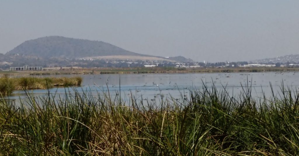 ajolote-altiplano-visto-nuevamente-tlahuac-2