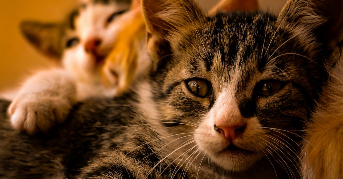 Toma nota: Así puedes proteger a tu gato del calor