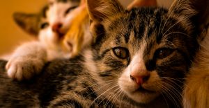 asi-puedes-proteger-tu-gato-calor-recomendaciones