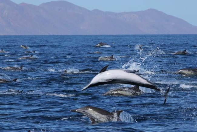 De cómo Bahía de Loreto se levantó para salvar a las ballenas azules
