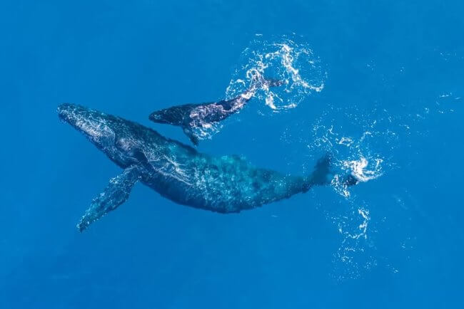 De cómo Bahía de Loreto se levantó para salvar a las ballenas azules