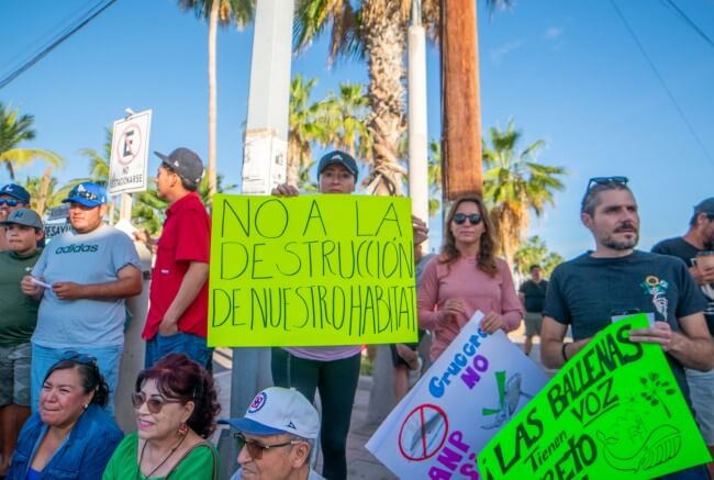 De cómo Bahía de Loreto se levantó para salvar a las ballenas azules