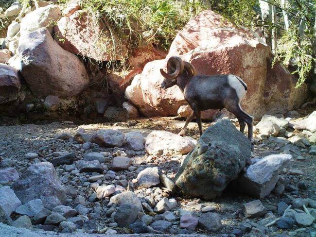 De cómo Bahía de Loreto se levantó para salvar a las ballenas azules