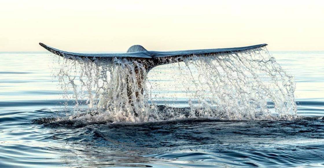 De cómo Bahía de Loreto se levantó para salvar a las ballenas azules