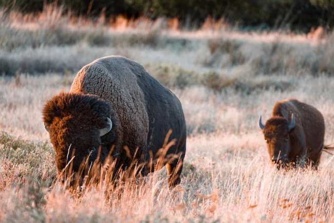 Nacen tres crías de bisonte americano en Coahuila