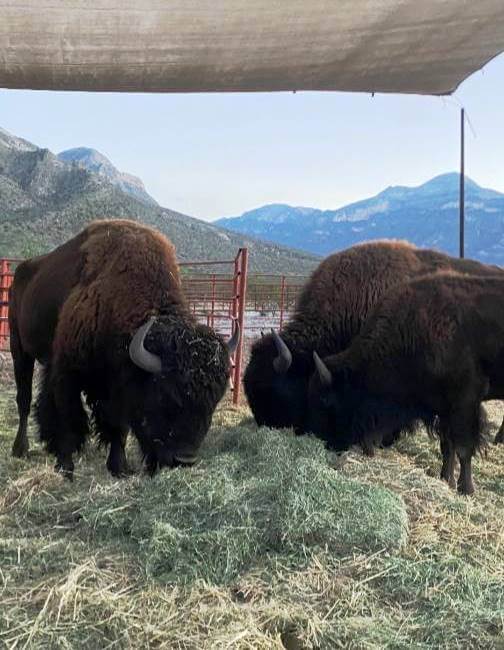 Nacen tres crías de bisonte americano en Coahuila
