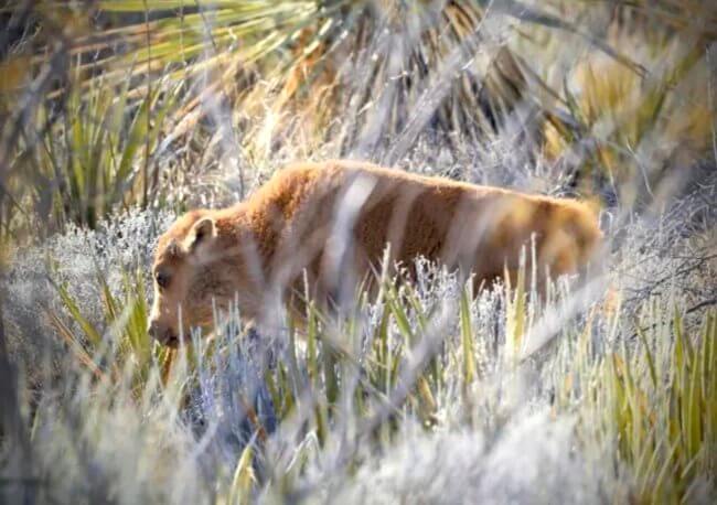 Nacen tres crías de bisonte americano en Coahuila