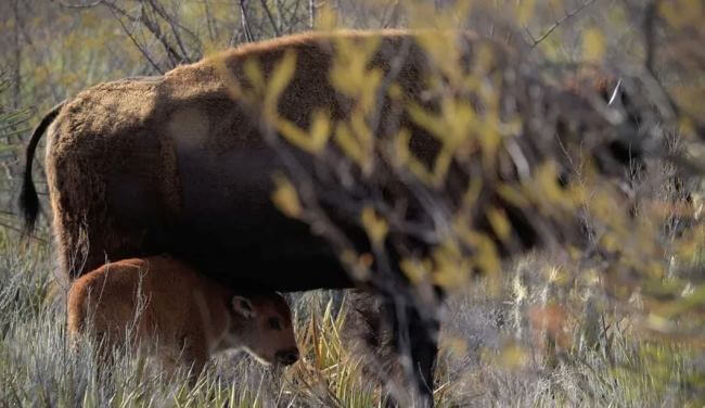 Nacen tres crías de bisonte americano en Coahuila