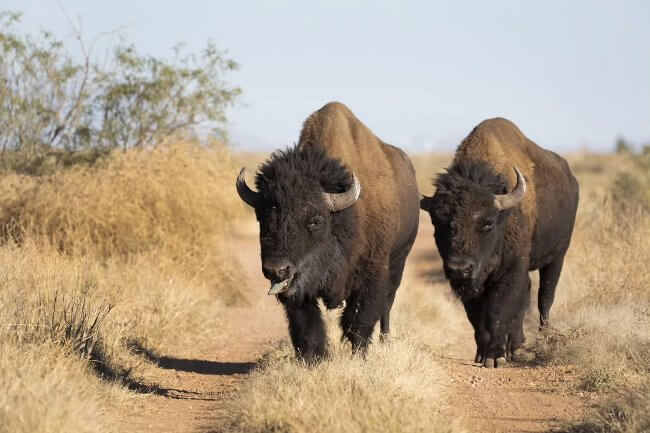 Nacen tres crías de bisonte americano en Coahuila