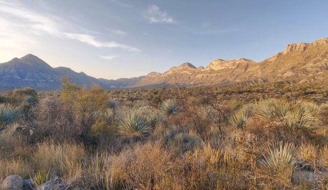 Nacen tres crías de bisonte americano en Coahuila