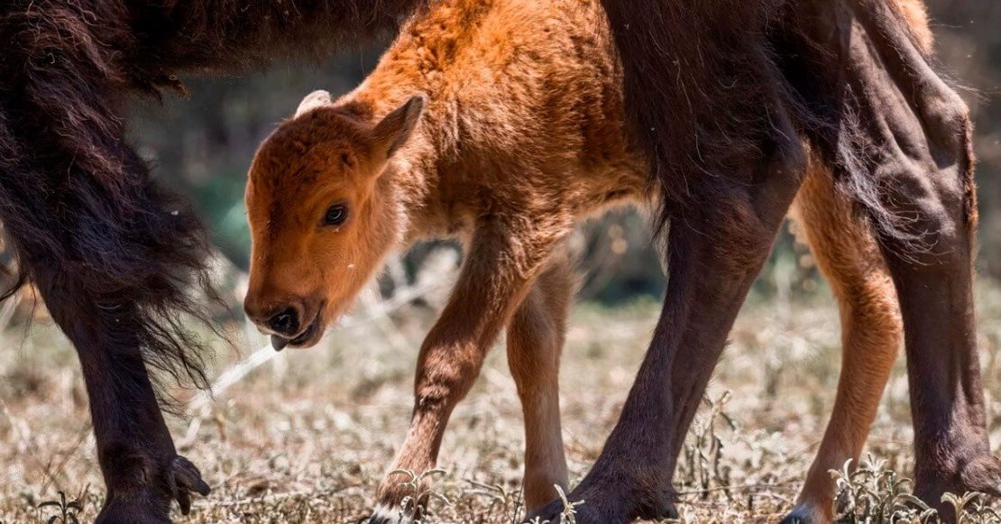 Nacen tres crías de bisonte americano en Coahuila