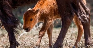 Nacen tres crías de bisonte americano en Coahuila