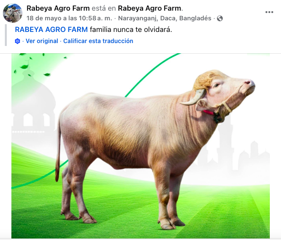 bufalo-donald-trump-nueva-sensacion-internet-2