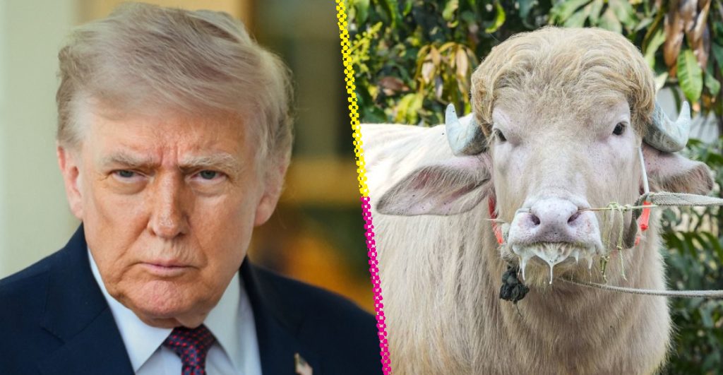 bufalo-donald-trump-nueva-sensacion-internet-destacada