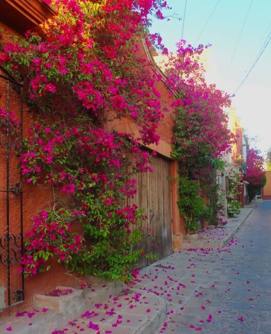 Sobre la mítica calle Aldama (la más bonita de México)