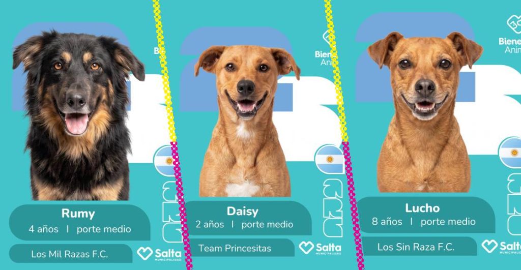 Lomitos mundialistas: crean campaña de adopción inspirada en el álbum del Mundial