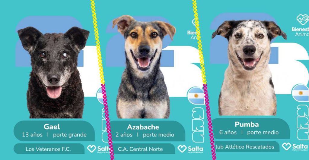 Lomitos mundialistas: crean campaña de adopción inspirada en el álbum del Mundial