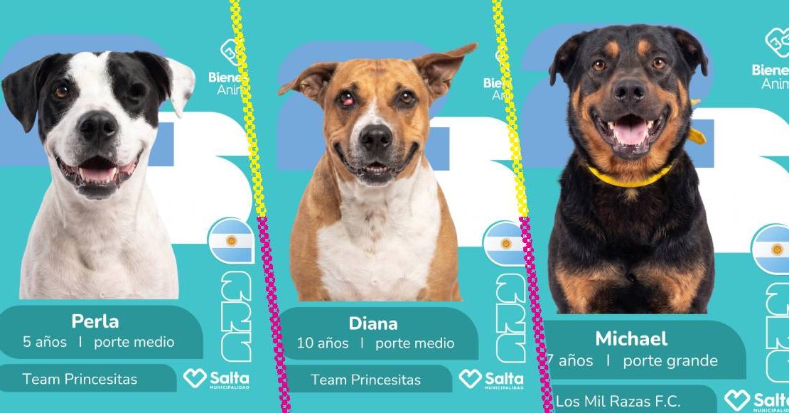 Lomitos mundialistas: crean campaña de adopción inspirada en el álbum del Mundial
