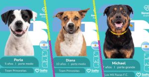 Lomitos mundialistas: crean campaña de adopción inspirada en el álbum del Mundial