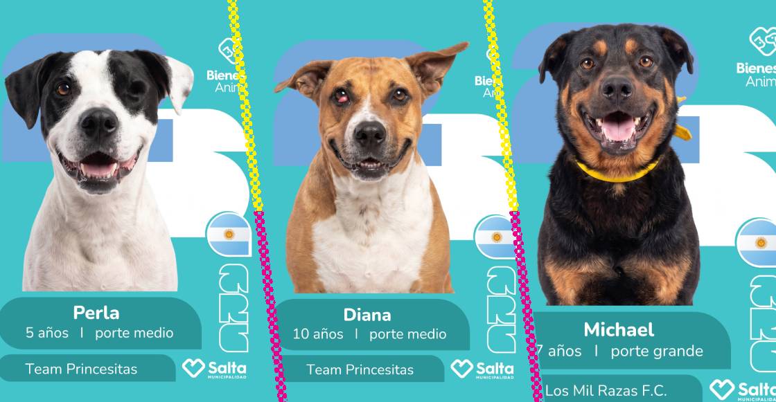 Lomitos mundialistas: crean campaña de adopción inspirada en el álbum del Mundial